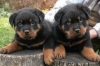 German Rottweiler puppies for adoption